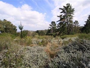 3.4 ha Land available in Wilderness Heights