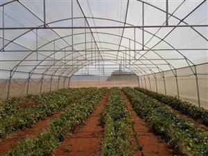 125 ha Farm in Bloemfontein Rural