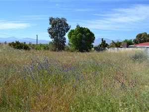 1217 m² Land available in Prince Alfred Hamlet