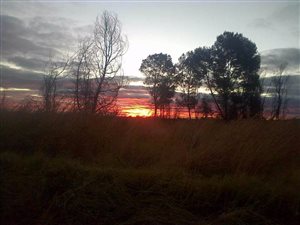 56 ha Farm in Koster
