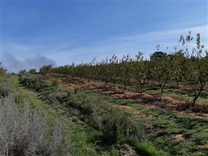 53 ha Farm in Joubertina