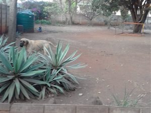 3 Bed House in Louis Trichardt