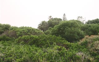 964 m² Land available in Pearly Beach