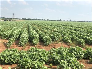 247 ha Farm in Kameel Zyn Kraal