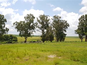 428 ha Farm in Middelburg Central
