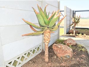 3 Bed House in Eden Park