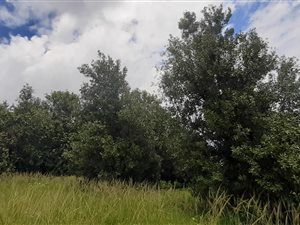 32.9 ha Farm in Tzaneen