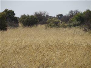 953 ha Farm in Hartswater