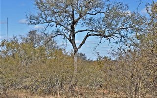 4800 m² Land available in Hoedspruit Wildlife Estate