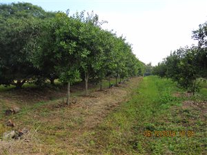 11 ha Farm in Barberton