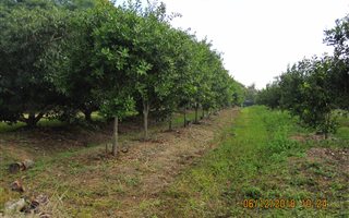 11 ha Farm in Barberton