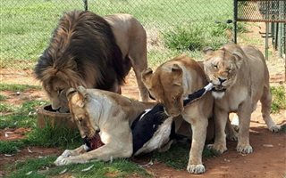 Game Farm in Lichtenburg