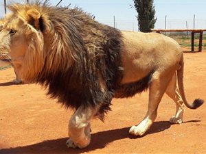 Game Farm in Lichtenburg