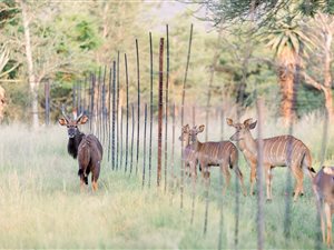 54.2 ha Farm in Groot Marico