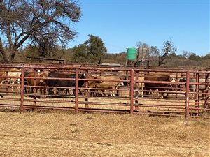 1610 ha Farm in Zeerust