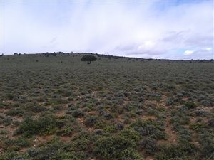 2600 ha Farm in Willowmore