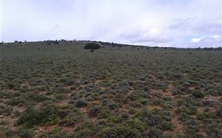 2600 ha Farm in Willowmore