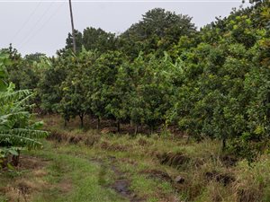 12 ha Farm in Marina Beach