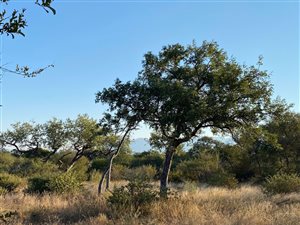 1 ha Land available in Hoedspruit