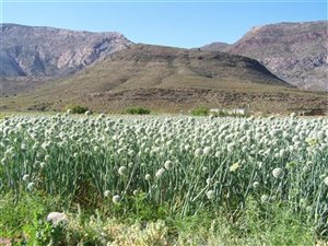 3246 ha Farm in Laingsburg
