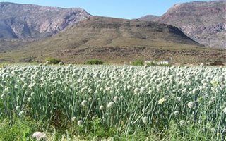 3246 ha Farm in Laingsburg