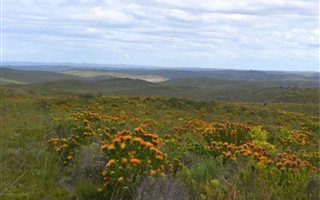 615 ha Farm in Albertinia