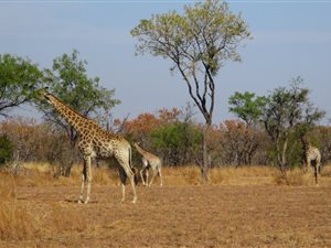 21.5 ha Farm in Dinokeng