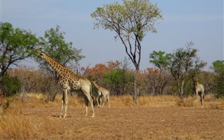 21.5 ha Farm in Dinokeng