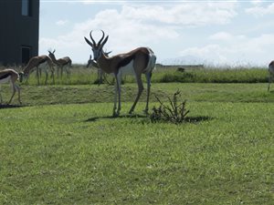 831 m² Land available in Oubaai and surrounds