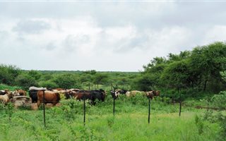 342 ha Farm in Roedtan