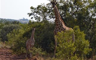 84.3 ha Farm in Magaliesburg