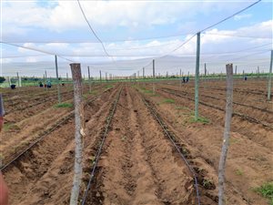 109 ha Farm in Nylstroom