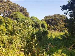 1243 m² Land available in Port Edward