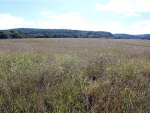 13 ha Farm in Kwelera