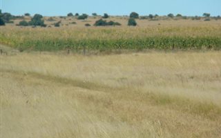 470 ha in Hertzogville
