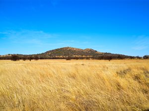 129 ha Farm in Parys
