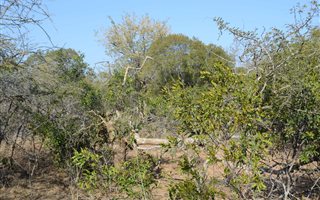 1 ha Land available in Moditlo Nature Reserve
