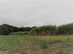 17 ha Farm in Mandini