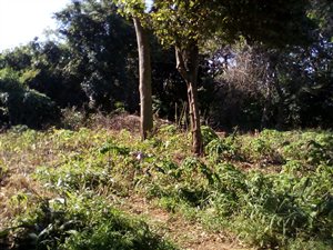3603 m² Land available in Southport