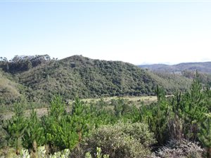 240 ha Farm in Plettenberg Bay