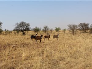 348.4 ha Farm with House in Ventersdorp