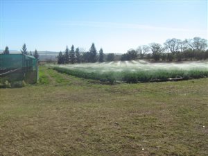 2 ha Farm in New Hanover