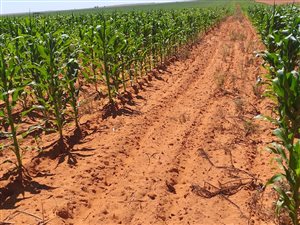 233 ha Farm in Brandfort