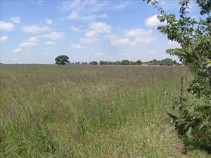 2.1 ha Land available in Rosashof