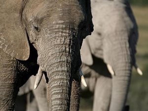 Game Farm in Addo