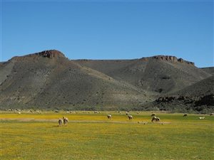 1240 ha Farm in Calvinia