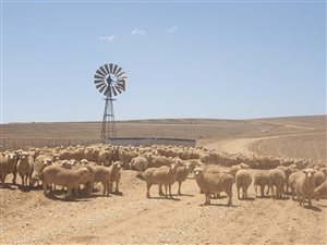 861 ha Farm in Bredasdorp