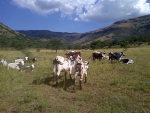 59 ha Farm in Waterval Boven