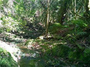 4.7 ha Land available in Wilderness Heights