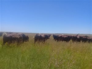 515 ha Farm in Boshof